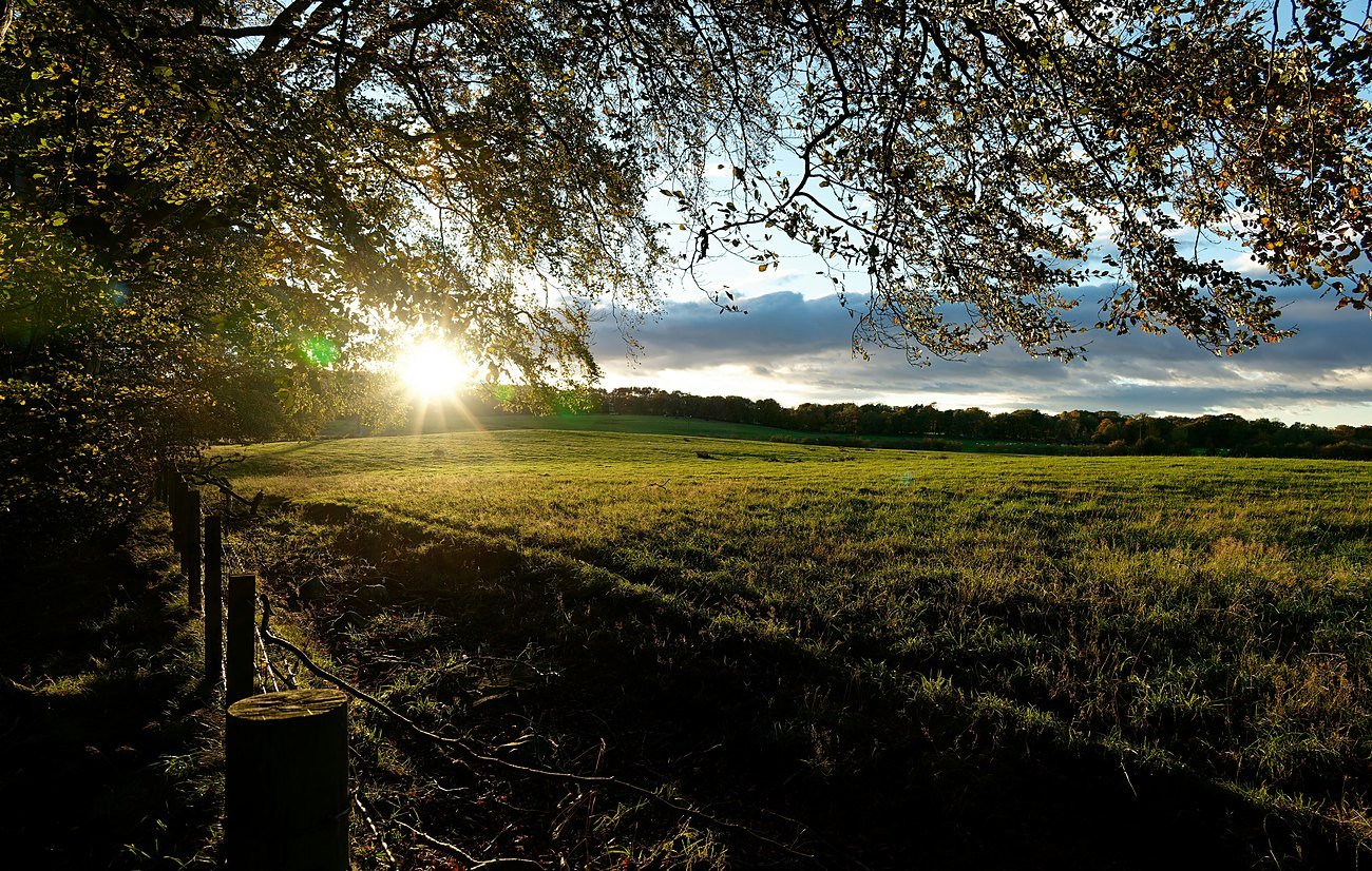 Open plotted land bordered by trees and a country fence — representational imagery